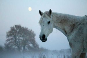 full-moon-horse-rides